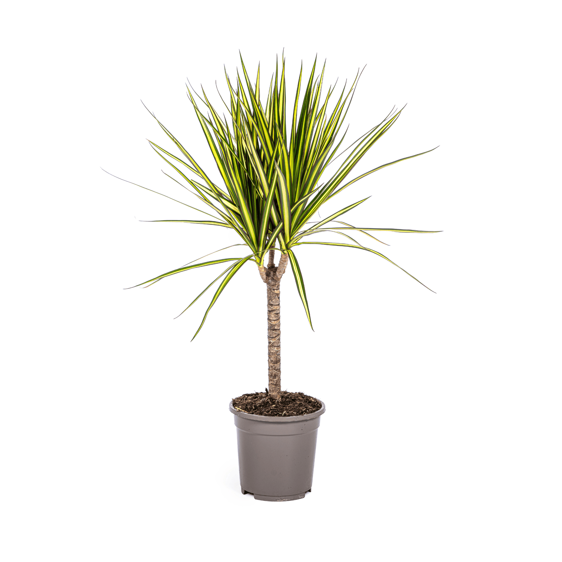 Dracaena Marginata Sunray Ø17cm - ↕60 - 80cm - Botanic-Vibes