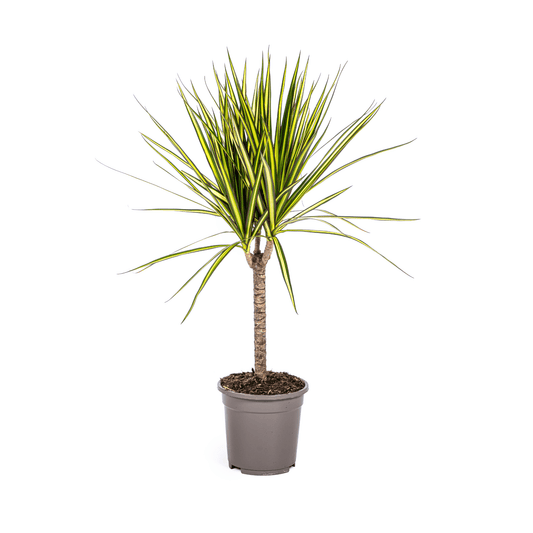 Dracaena Marginata Sunray Ø17cm - ↕60 - 80cm - Botanic-Vibes