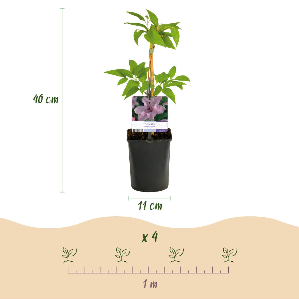 Kletterpflanze, Clematis Hagley Hybrid, Blüte Rosa, Wenig Pflege, 2 Pflanzen, Topf 11 cm 40 cm