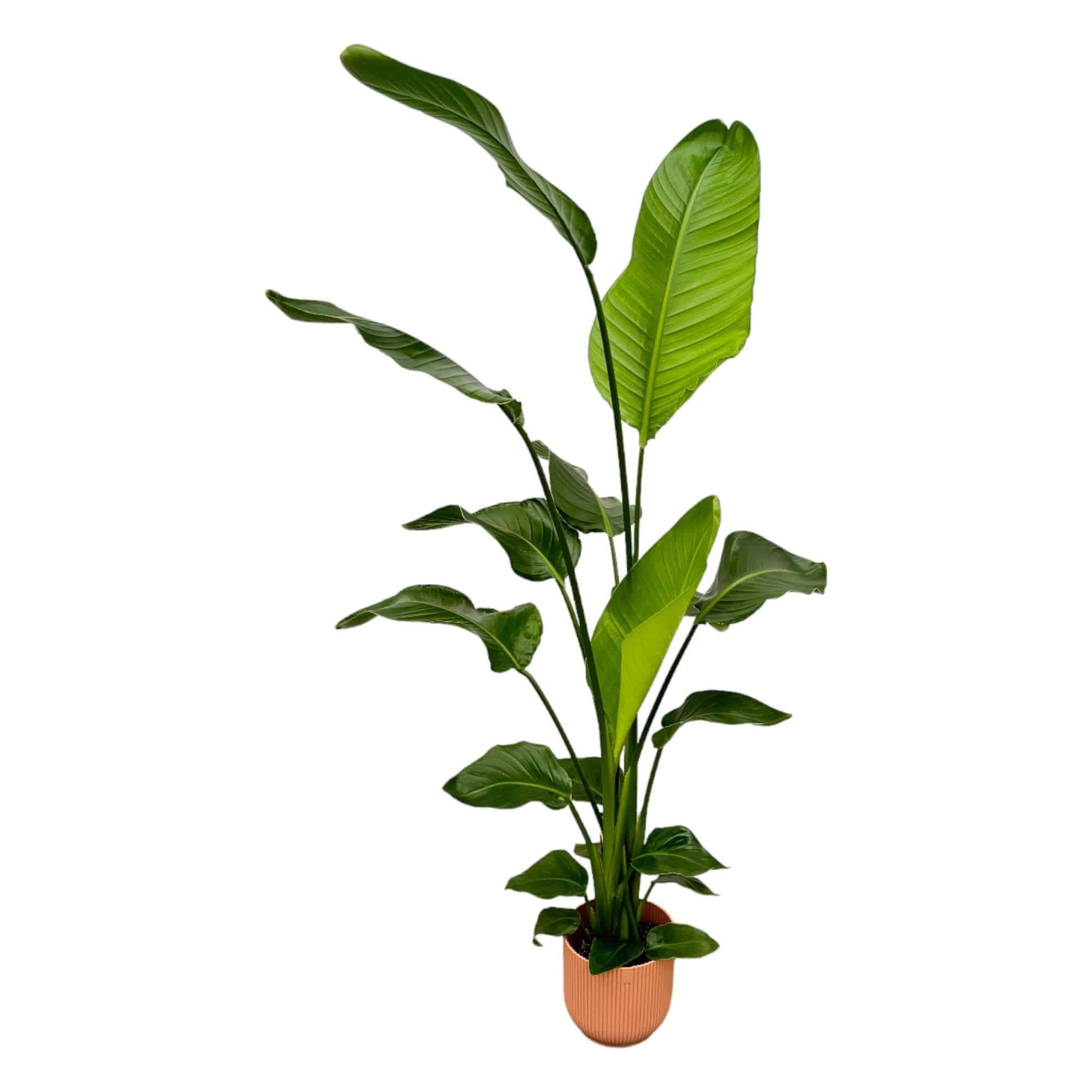 Strelitzia nicolai inklusive elho Vibes Fold Round rosa – 130 cm – Ø18 - Botanic-Vibes