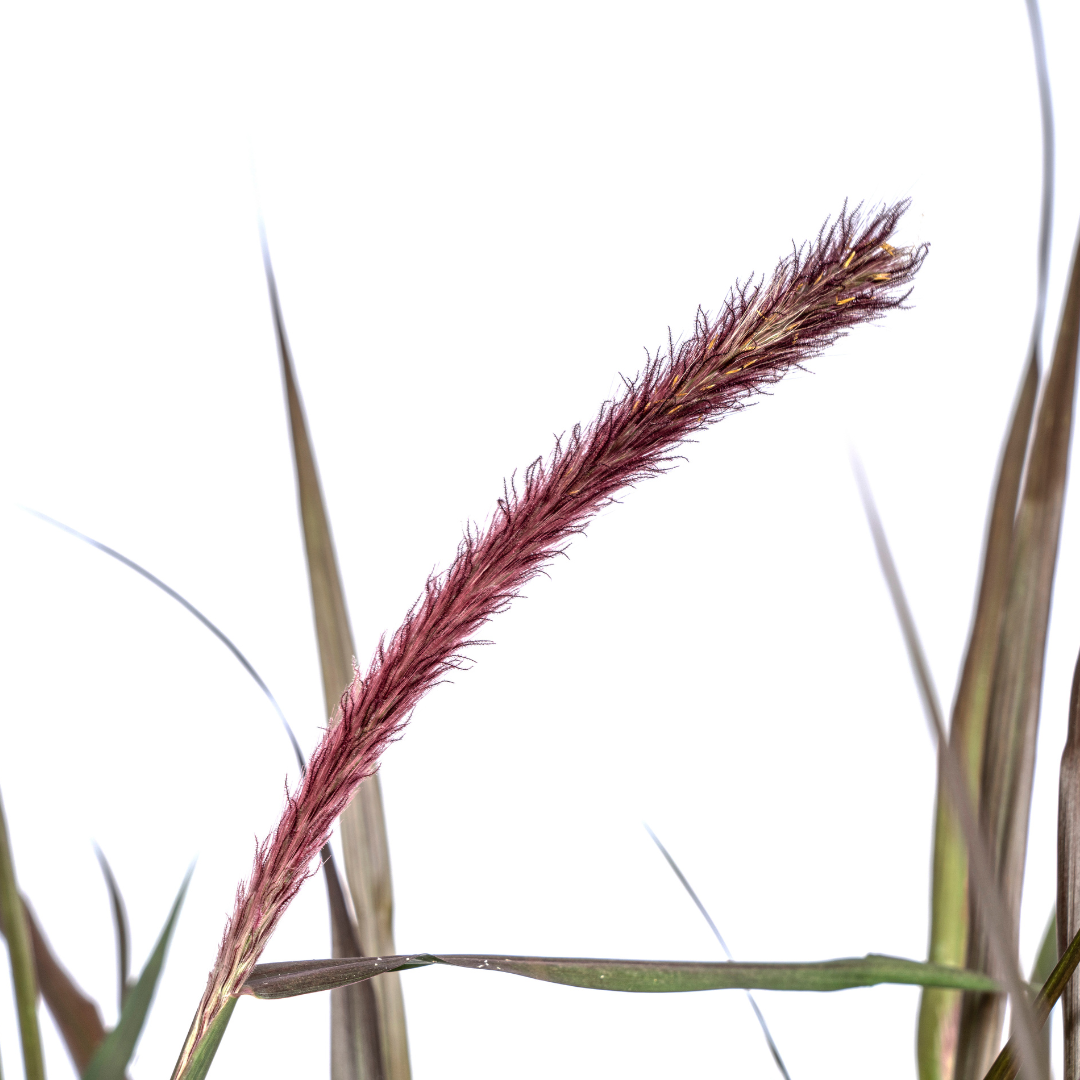 Pennisetum x advena Chelsea Ø27cm - ↕70 - 80cm