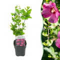 Sträucher, Hibiscus syriacus Woodbridge, Blüte Rosa, 1 Pflanze, Laubabwerfend, Pflegeleicht, Topf 17 cm 45 cm