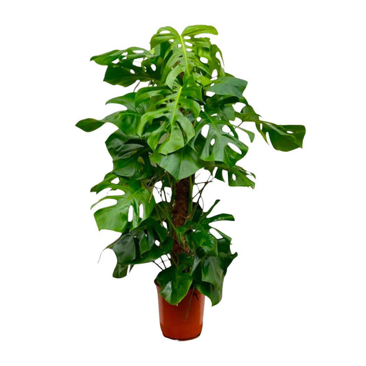 Monstera deliciosa XXL – 150 cm – Ø27 - Botanic-Vibes