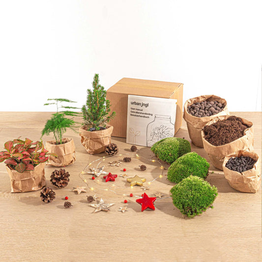 Terrarium-Set – Mini-Weihnachtsbaum – 3 Pflanzen – Nachfüllung & Starterset – DIY Weihnachten