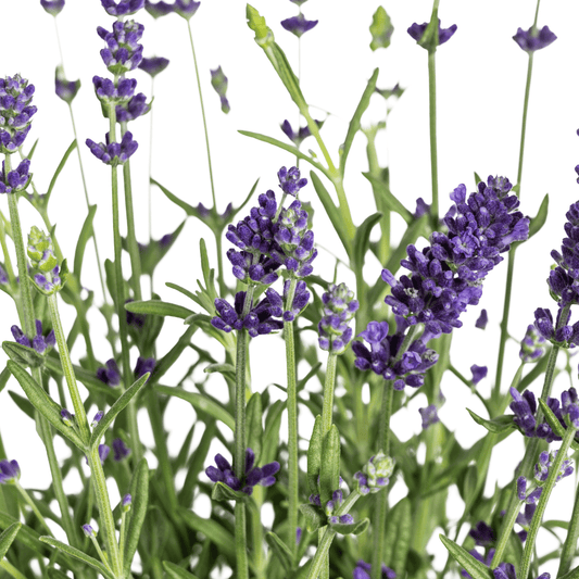 8x Lavandula angustifolia Ø13cm - ↕30 - 40cm - Botanic-Vibes