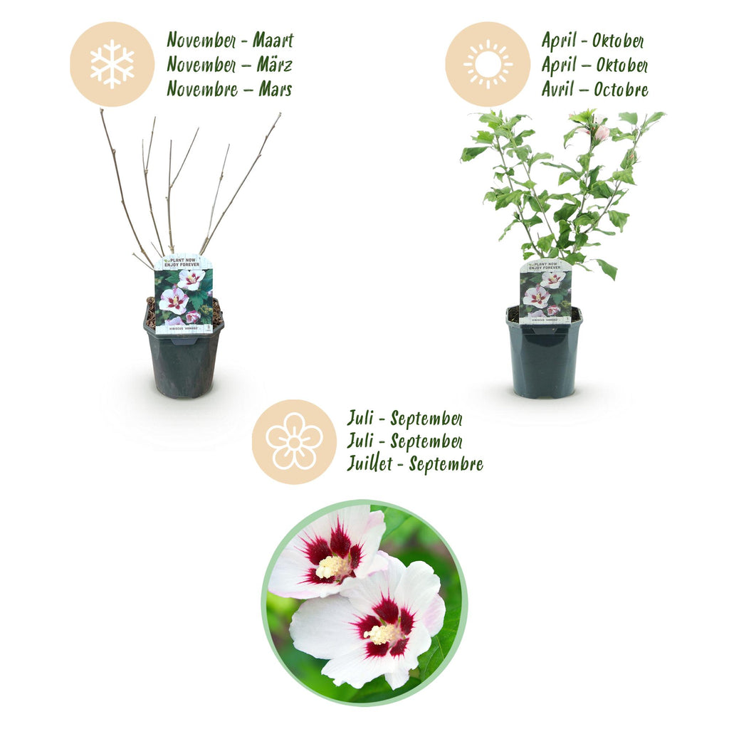 Sträucher, Hibiscus syriacus Hamabo, Blüte Hellrosa, 1 Pflanze, Laubabwerfend, Wenig Pflege, Topf 17 cm 45 cm