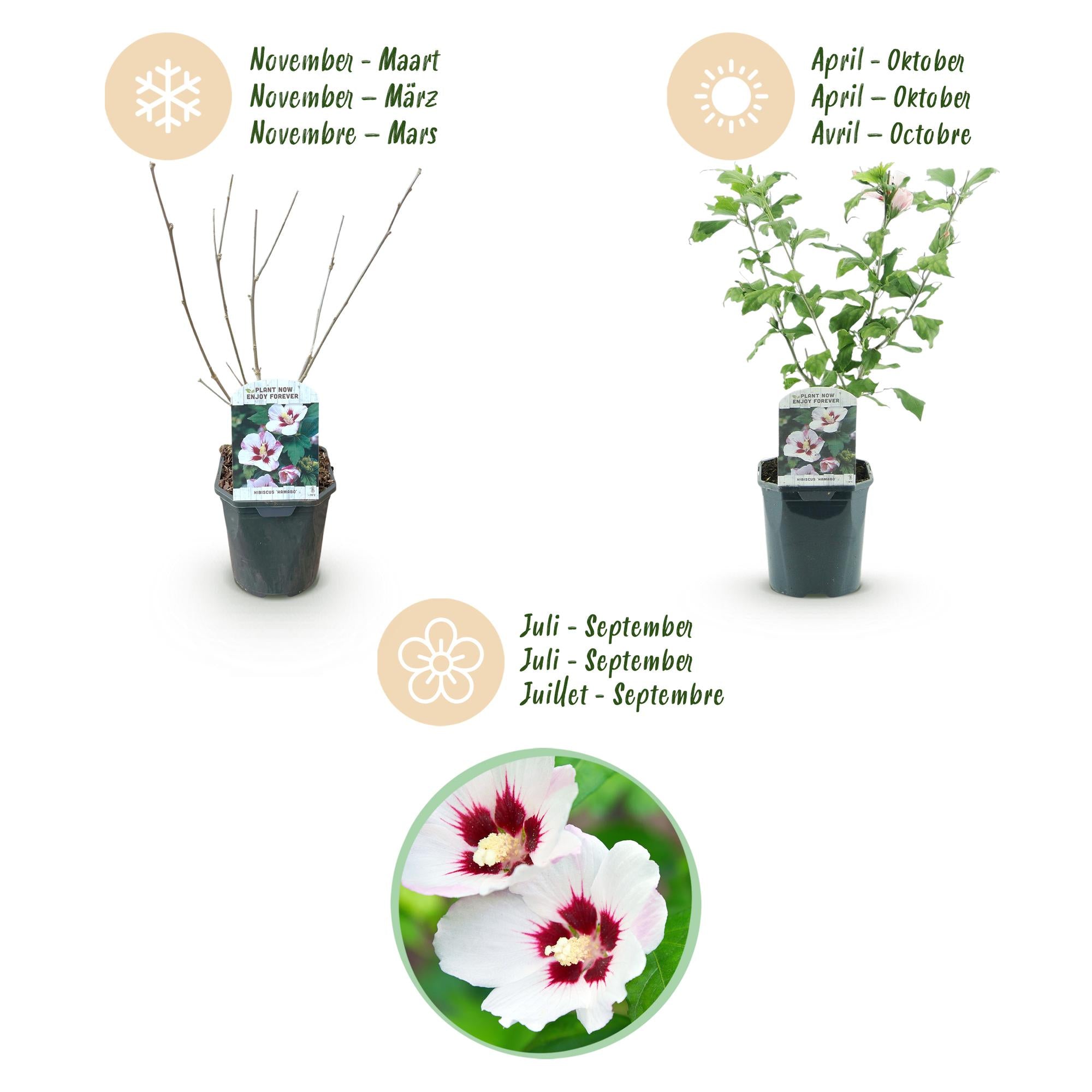 Sträucher, Hibiscus syriacus Hamabo, Blüte Hellrosa, 1 Pflanze, Laubabwerfend, Wenig Pflege, Topf 17 cm 45 cm