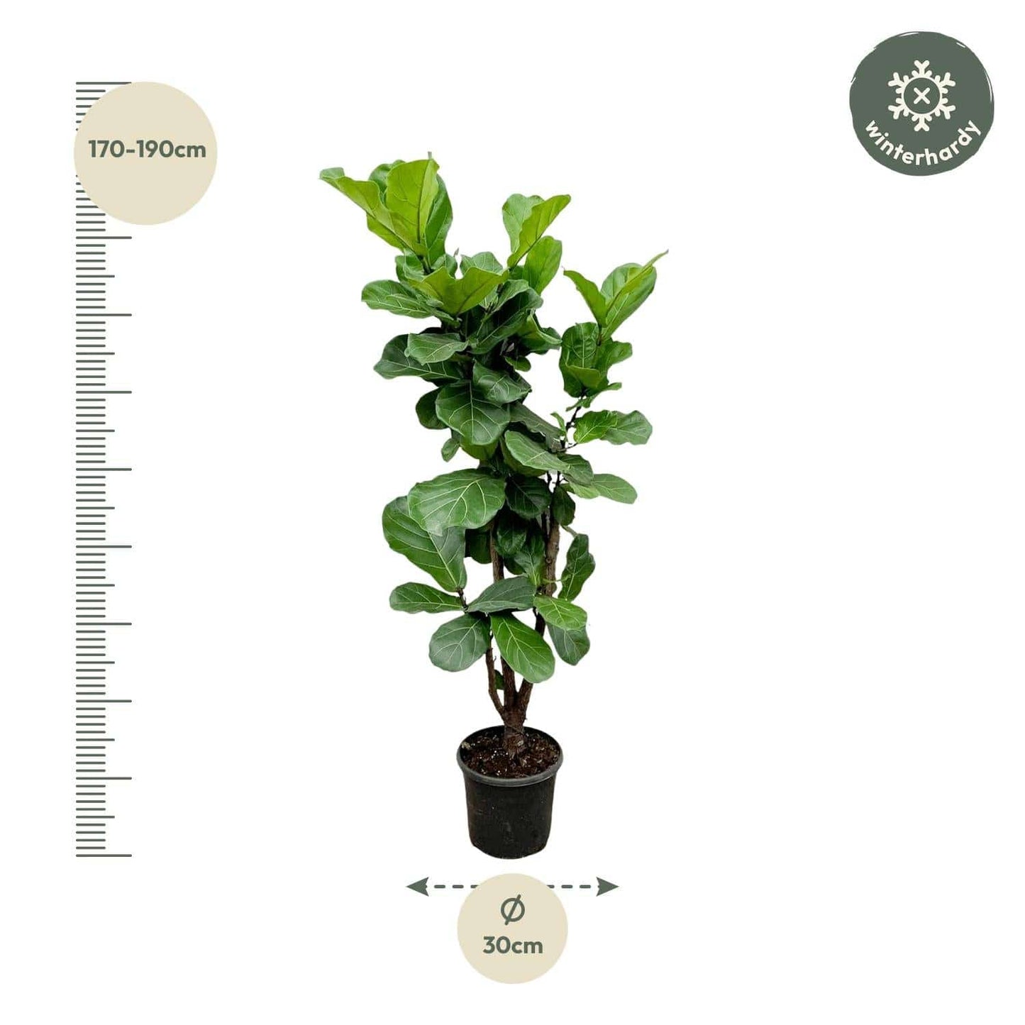 Ficus Lyrata verzweigt – 180 cm – Ø32 - Botanic-Vibes