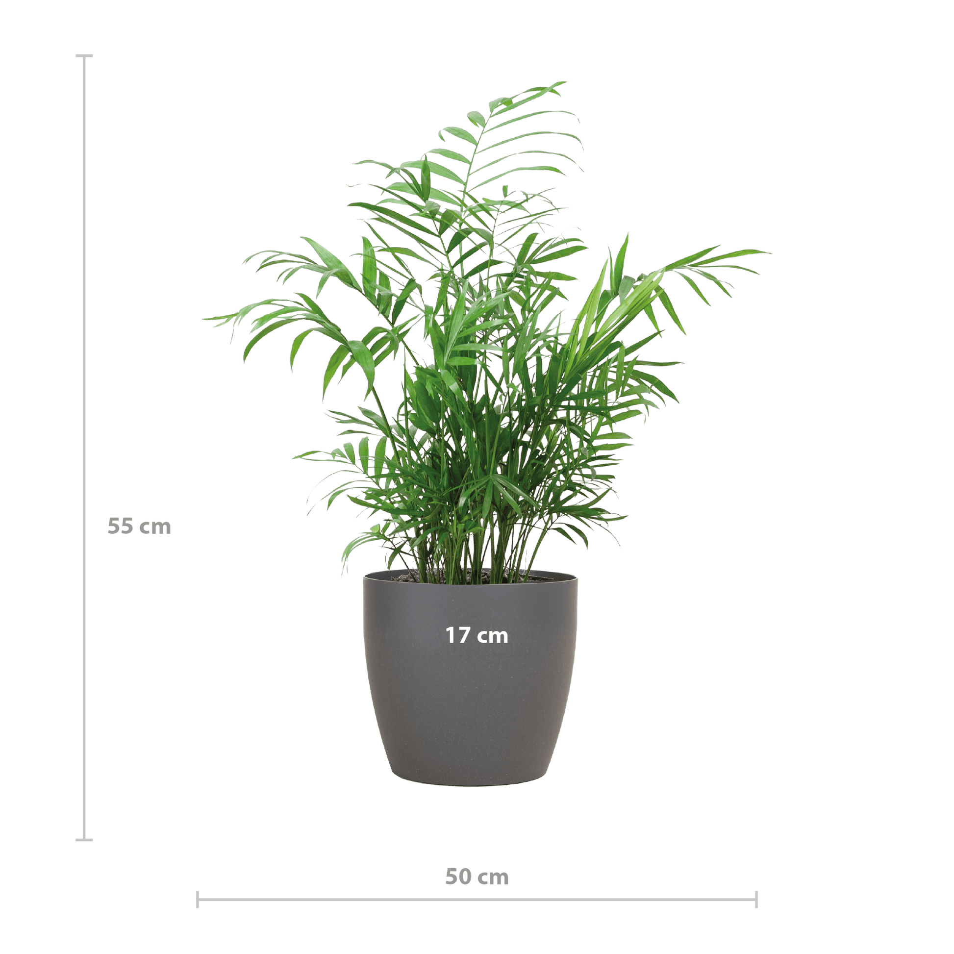 Chamadorea Elegans mit Viber Grau - 55cm - Ø17 - Botanic-Vibes