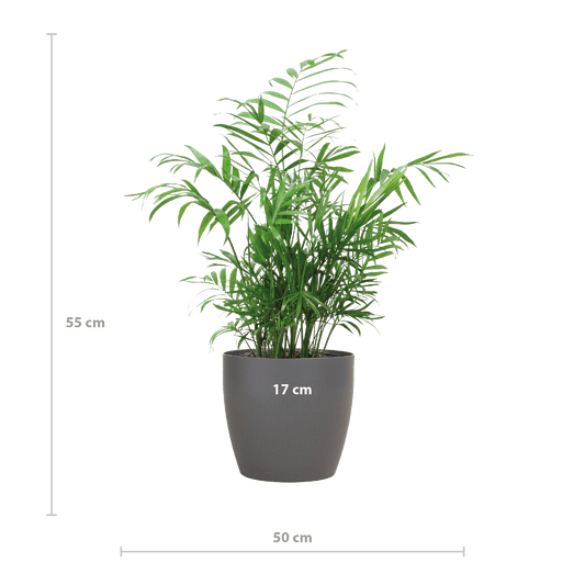 Chamadorea Elegans mit Viber Grau - 55cm - Ø17 - Botanic-Vibes