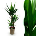 Yucca elephantipes, Yucca, Wenig Pflege, Grün, 1, Topf 21 cm, 100 cm