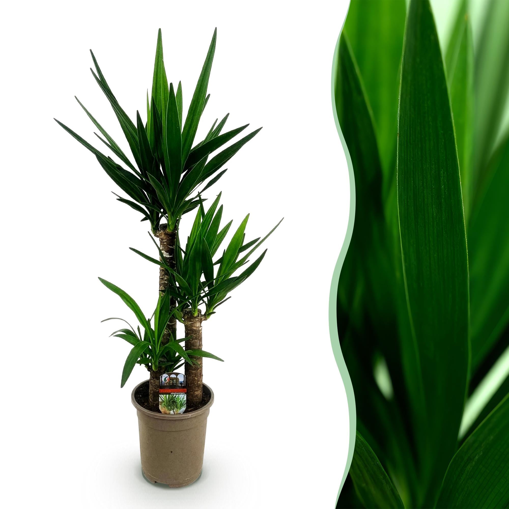 Yucca elephantipes, Yucca, Wenig Pflege, Grün, 1, Topf 21 cm, 100 cm