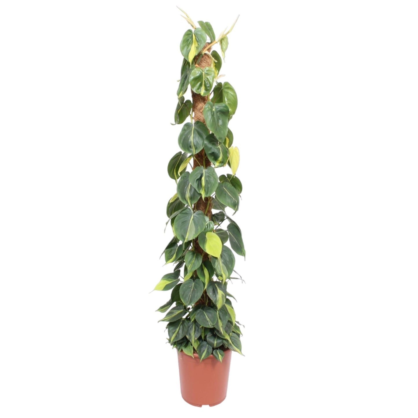 Philodendron scandens ‚Brasil‘ – mit Moosstab – 150 cm – Ø27