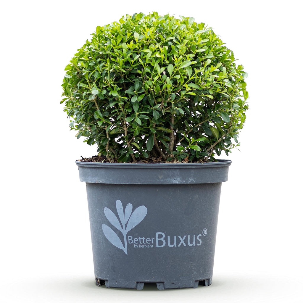 Buxus Kugel, BetterBuxus Skylight, Widerstandsfähig gegen die Buxuskrankheit, 1 Pflanze, Topf 23 cm Kugel 25 cm