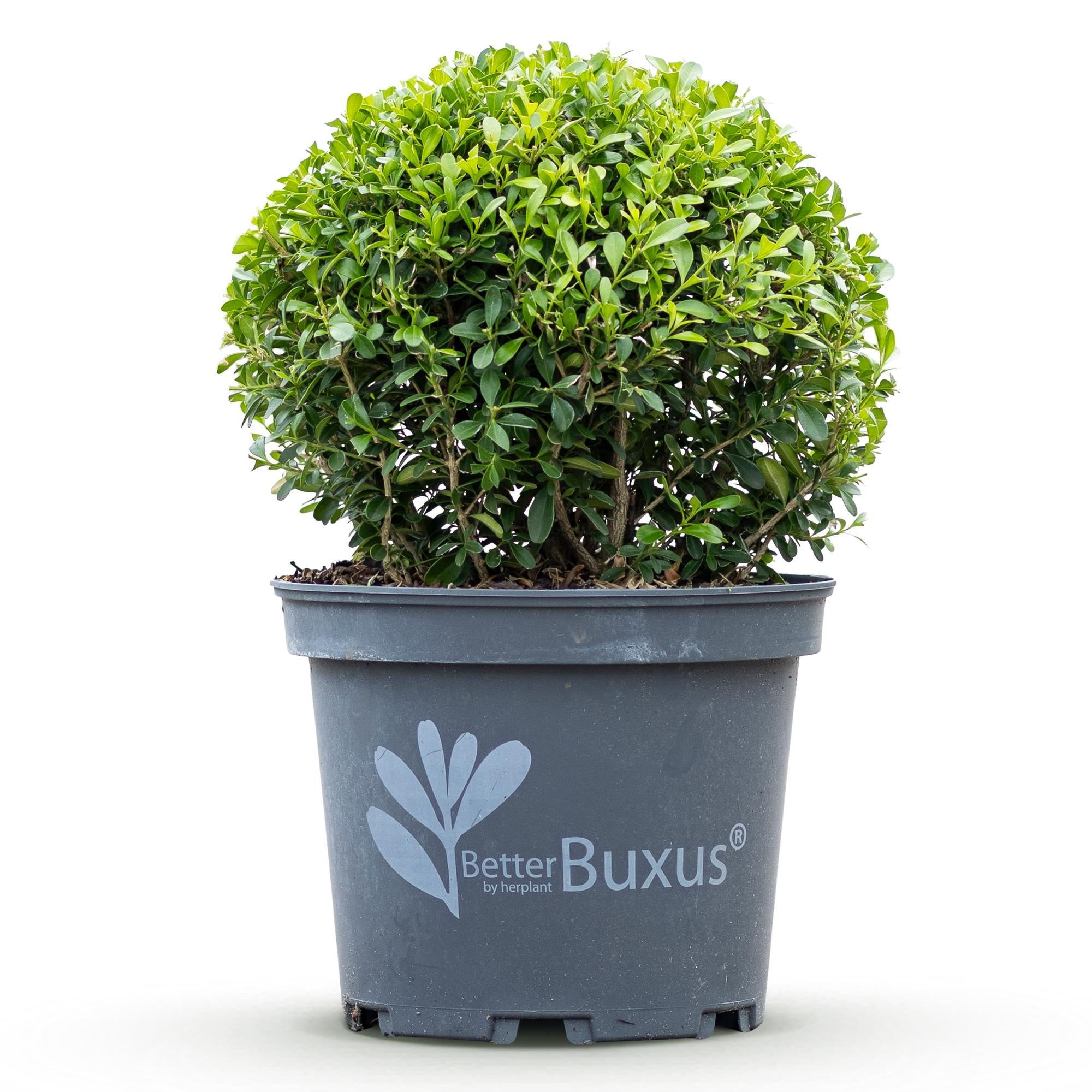 Buxus Kugel, BetterBuxus Skylight, Widerstandsfähig gegen die Buxuskrankheit, 1 Pflanze, Topf 23 cm Kugel 25 cm