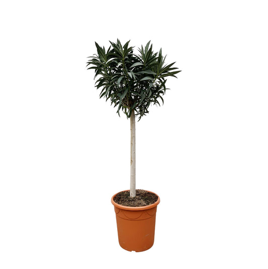 Nerium oleander auf Stamm mit rosa Blüte – 200 cm – Ø35
