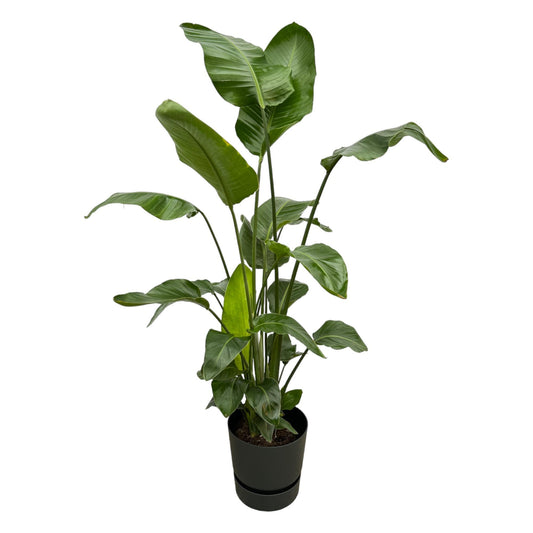 Strelitzia nicolai inklusive elho Greenville Round schwarz – 160cm – Ø30