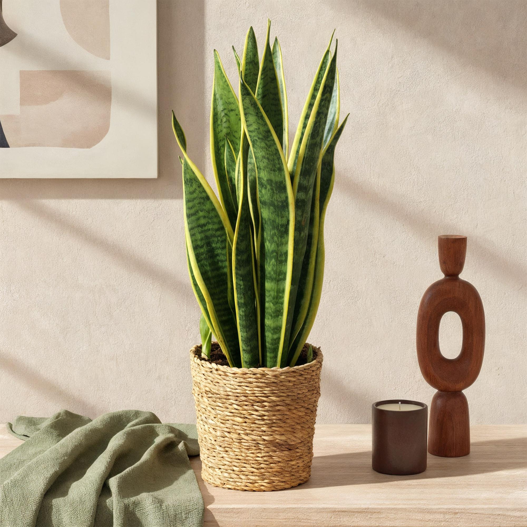 Zimmerpflanzen, Sansevieria Laurentii, Schwiegermutterzunge, Wenig Pflege, Grün, Gelb, 1 Pflanze, Topf 17 cm, 60-70 cm