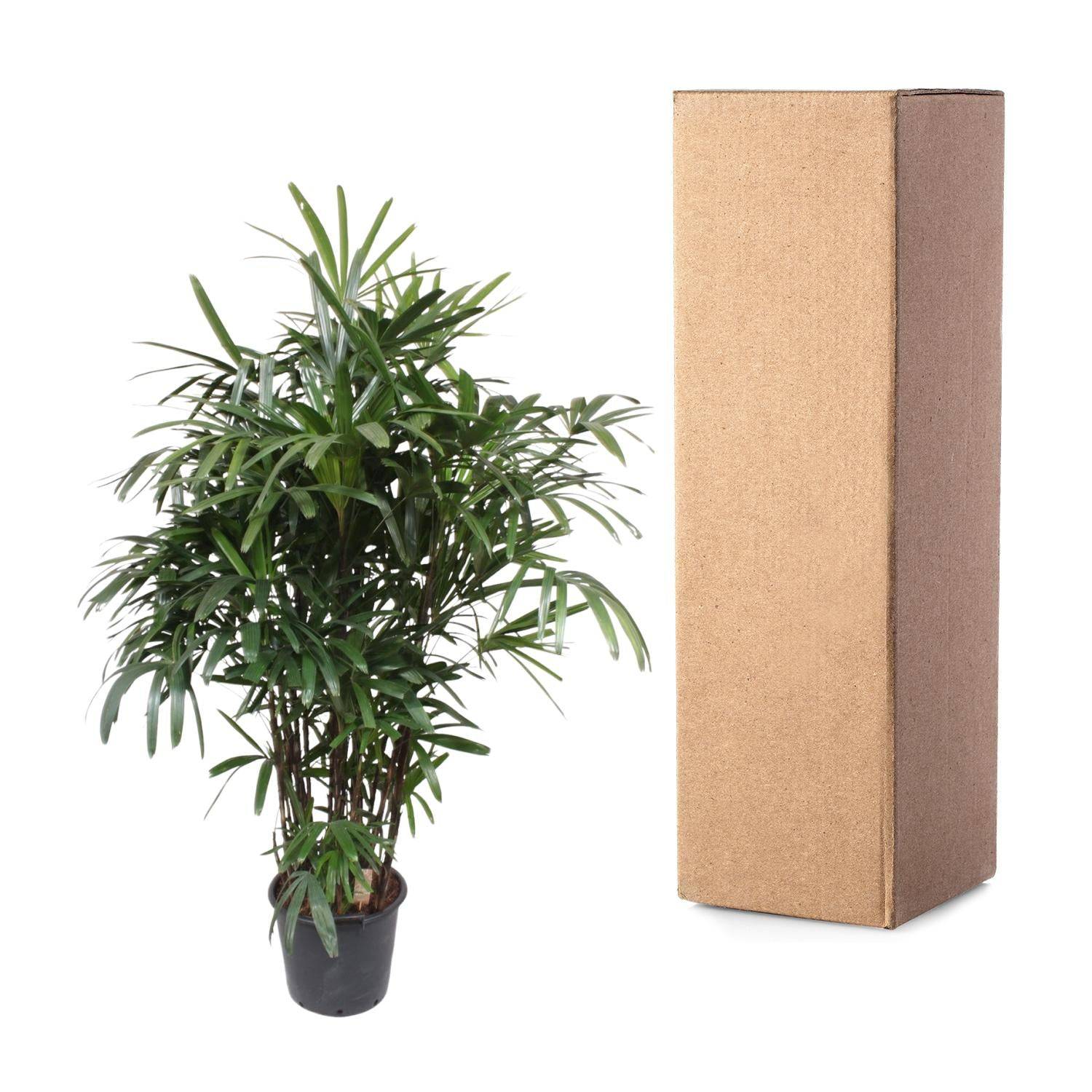 Rhapis excelsa – 190 cm – Ø40 - Botanic-Vibes