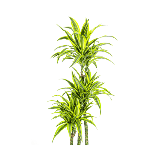 Dracaena Deremensis Lemon Lime Ø27cm - ↕170 - 190cm - Botanic-Vibes