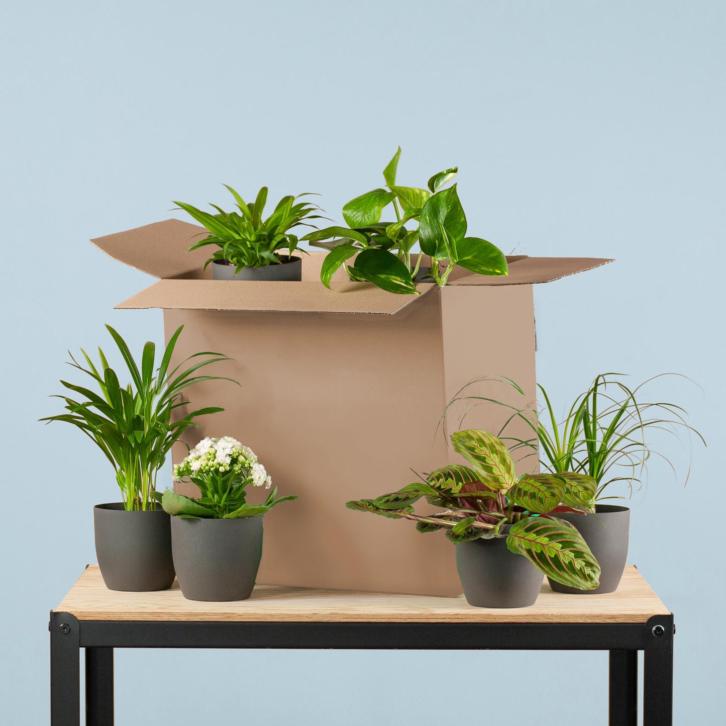 Green misfitbox: zimmerpflanzen 6er set – inkl. 6 × topf viber schwarz