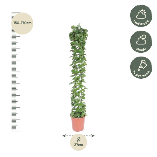 Cissus rotundifolia mit Rankgitter – 160 cm – Ø27
