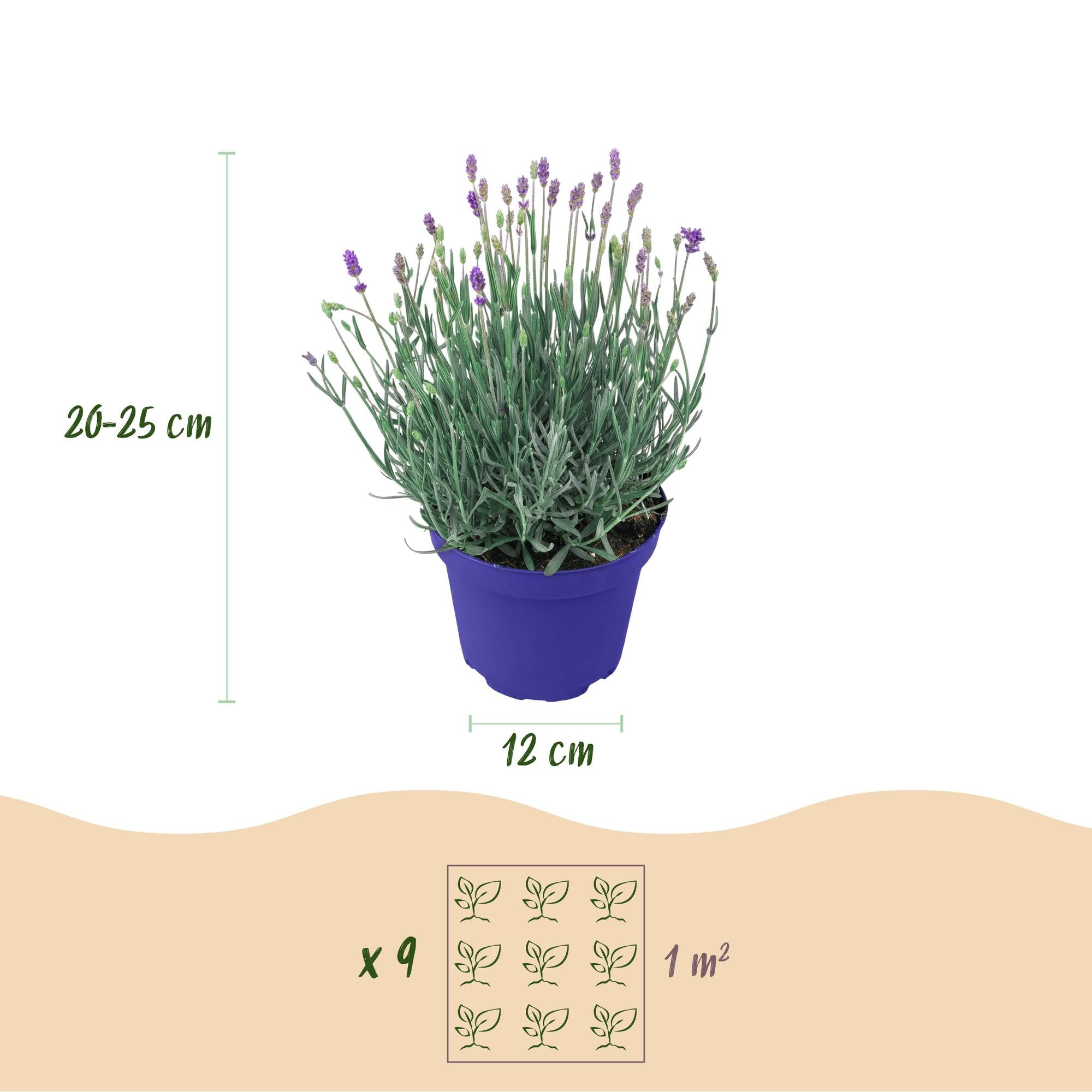 Lavandula angustifolia Hidcote, Lavendel, Winterhart, Lila, 18 Pflanzen, Topf 12 cm, 15-25 cm