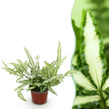 Green boutiQ, Zimmerpflanze, Pteris cretica Albolineata, Schwertfarn, Haustierfreundliche Pflanze, Grün, Topf 12cm, Höhe 20cm