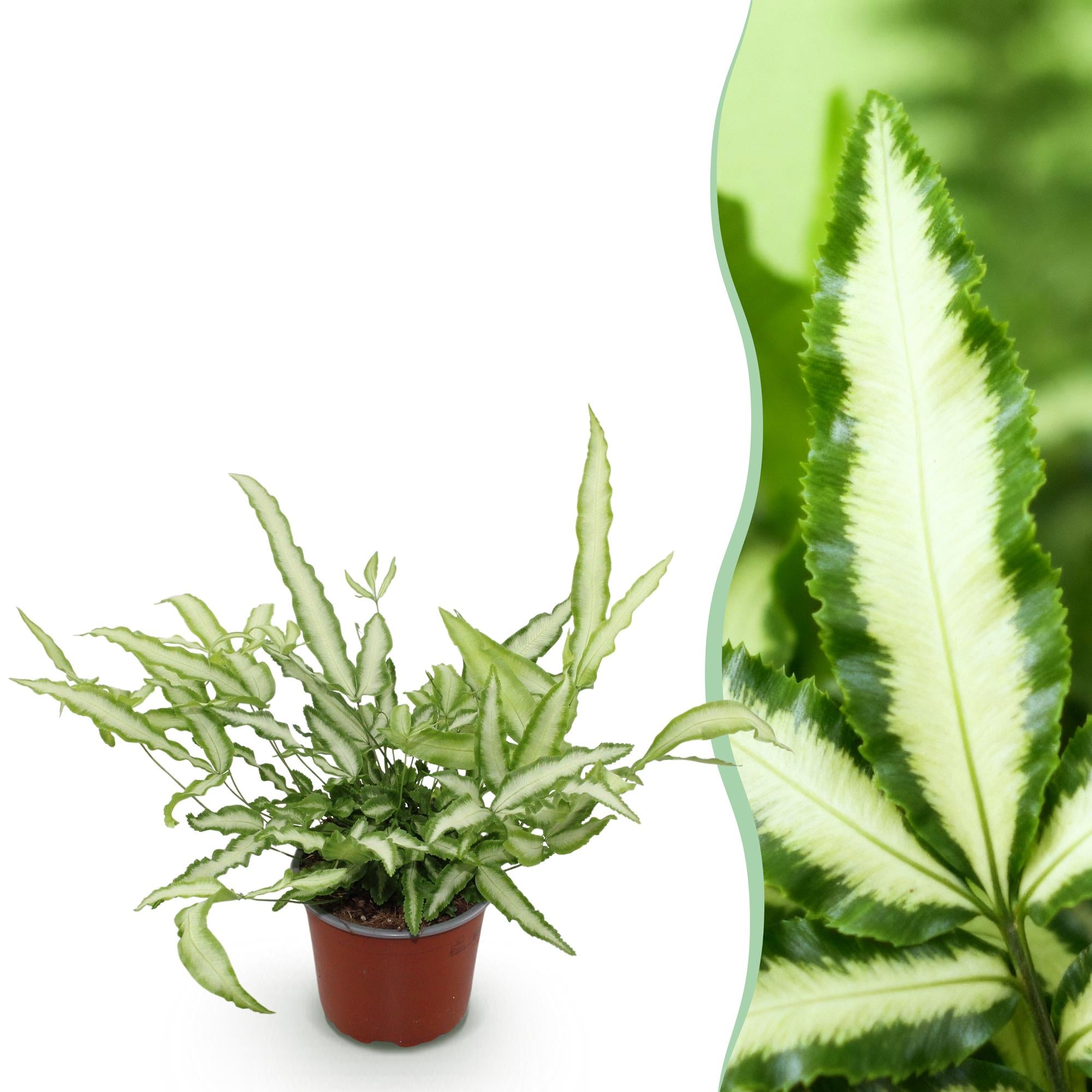 Green boutiQ, Zimmerpflanze, Pteris cretica Albolineata, Schwertfarn, Haustierfreundliche Pflanze, Grün, Topf 12cm, Höhe 20cm