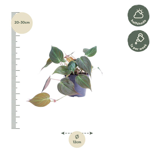 Philodendron scandens ‚Micans‘ – 25 cm – Ø12