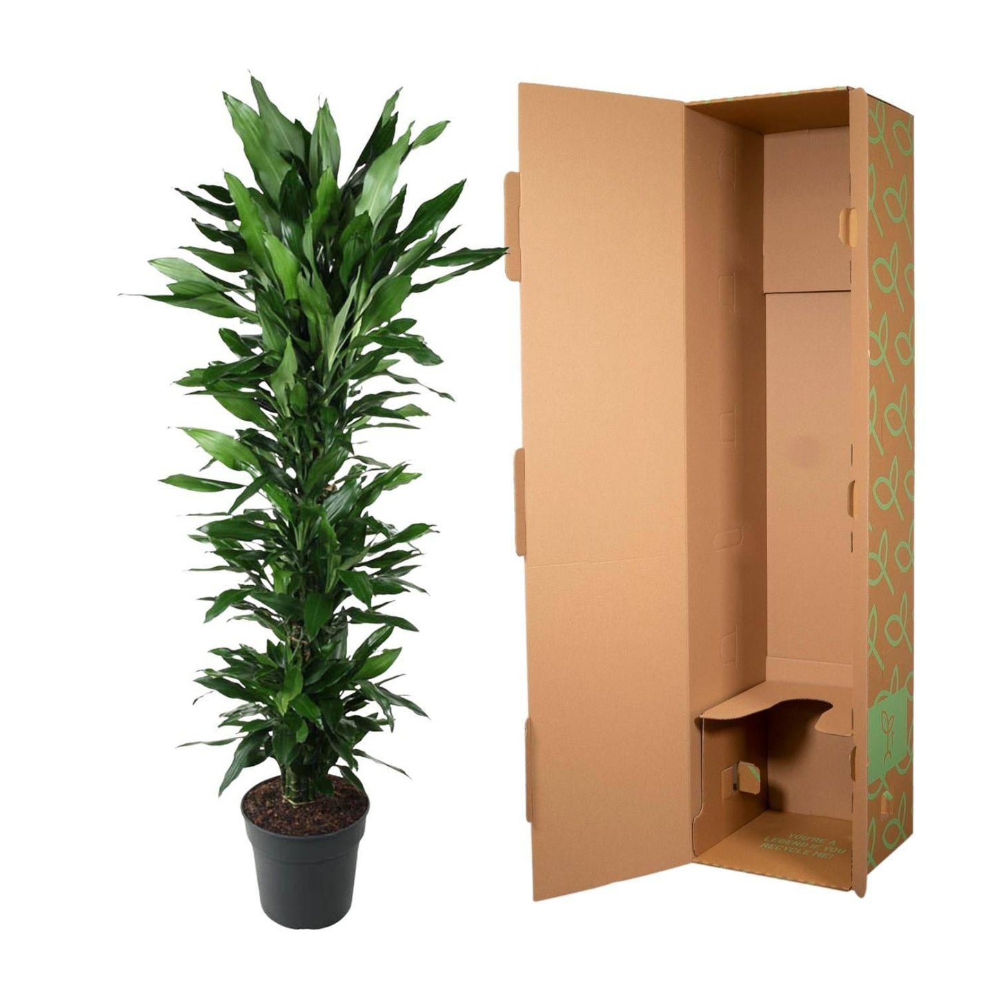 Dracaena Janet Lind verzweigt – 170 cm – Ø34 - Botanic-Vibes
