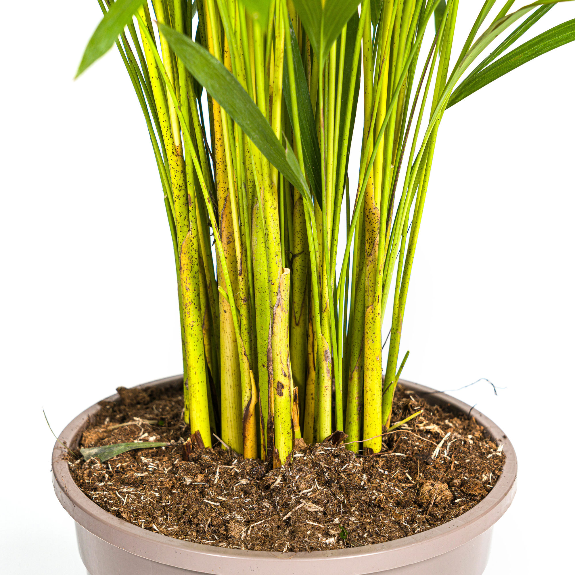 Dypsis Areca Lutescens mit Korb Ø24 cm, 120-140 cm