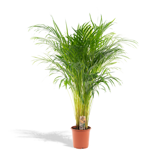 Areca-Palme – Ø21 cm – 110 cm