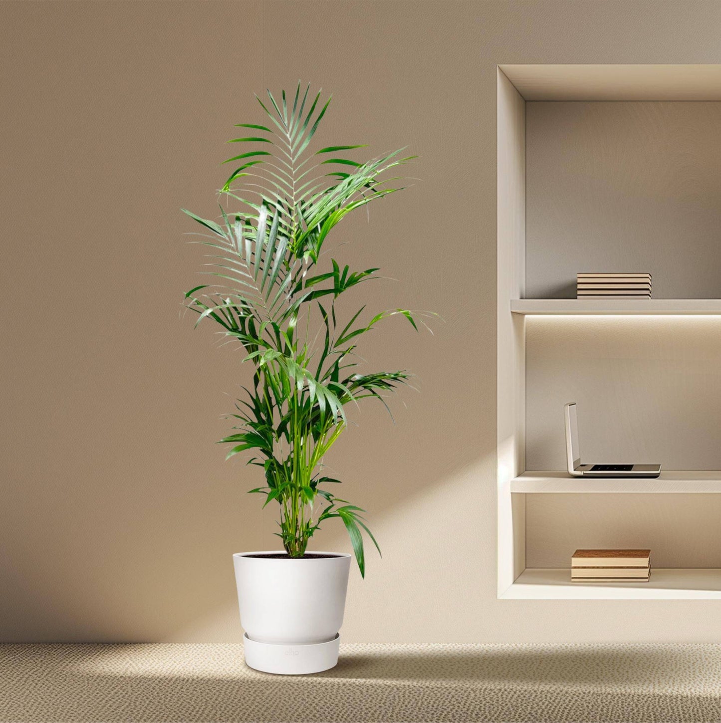 Kentia palm – 200 cm – Ø24–30 - Botanic-Vibes