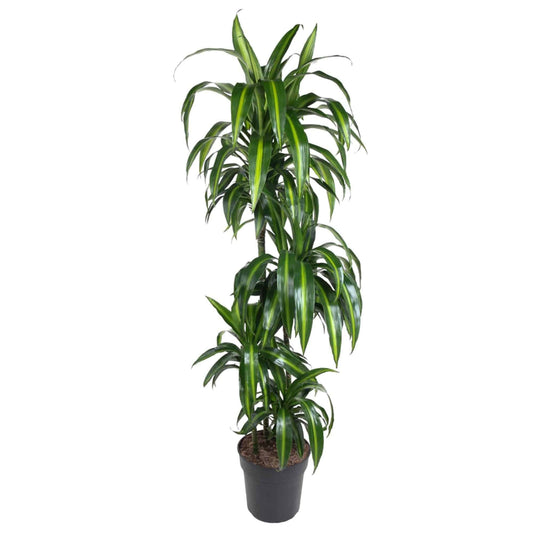 Dracaena hawaiiana – 180 cm – ø24 - Botanic-Vibes