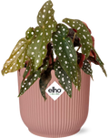 Begonia Maculata + ELHO Vibes Fold 14 cm rosa