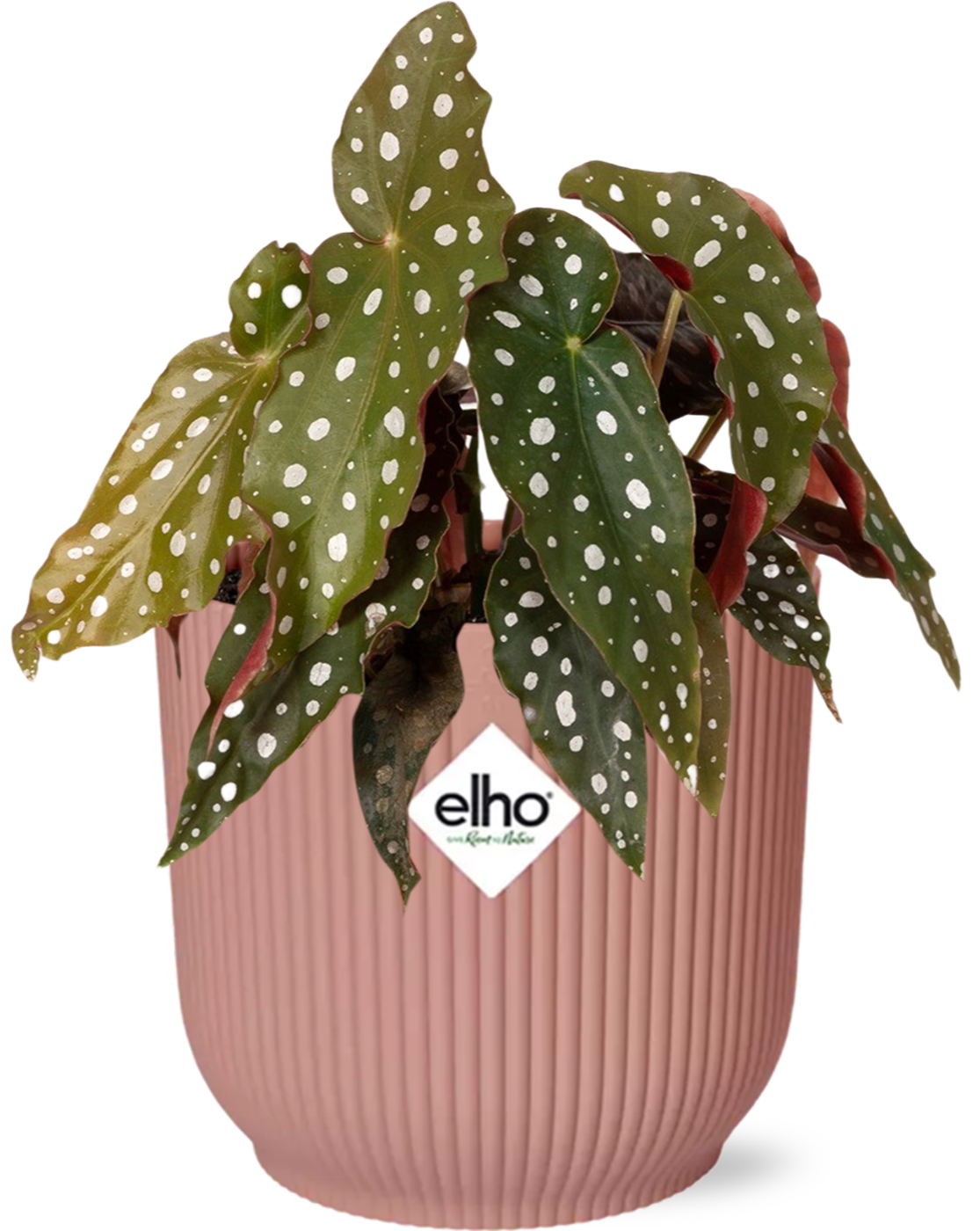 Begonia Maculata + ELHO Vibes Fold 14 cm rosa