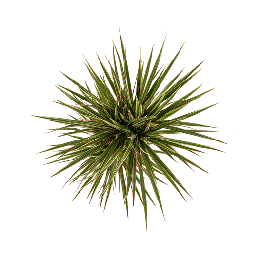 Dracaena Marginata Bicolor Ø17cm - ↕50 - 70cm - Botanic-Vibes