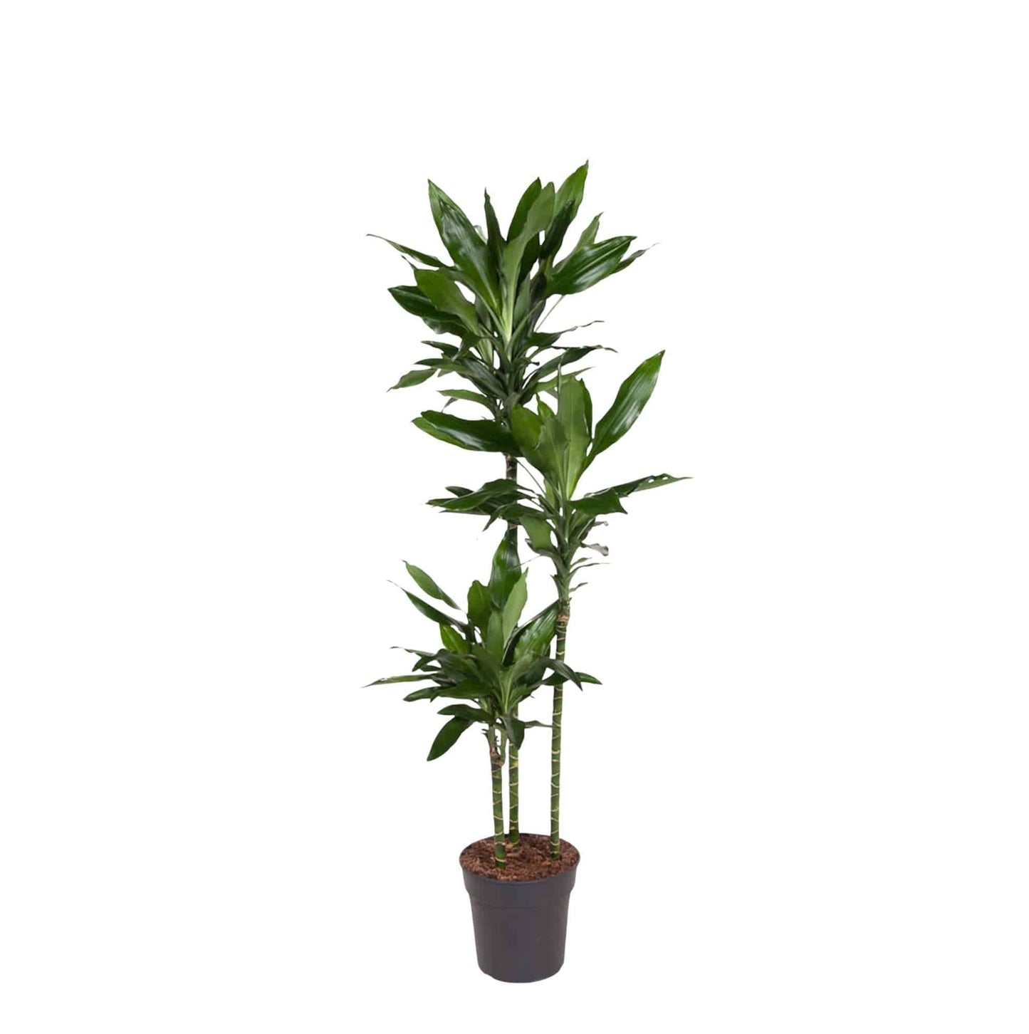 Dracaena Janet Lind – 150–160 cm – Ø24 - Botanic-Vibes