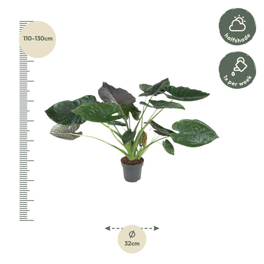 Alocasia Wentii – 120 cm – Ø32