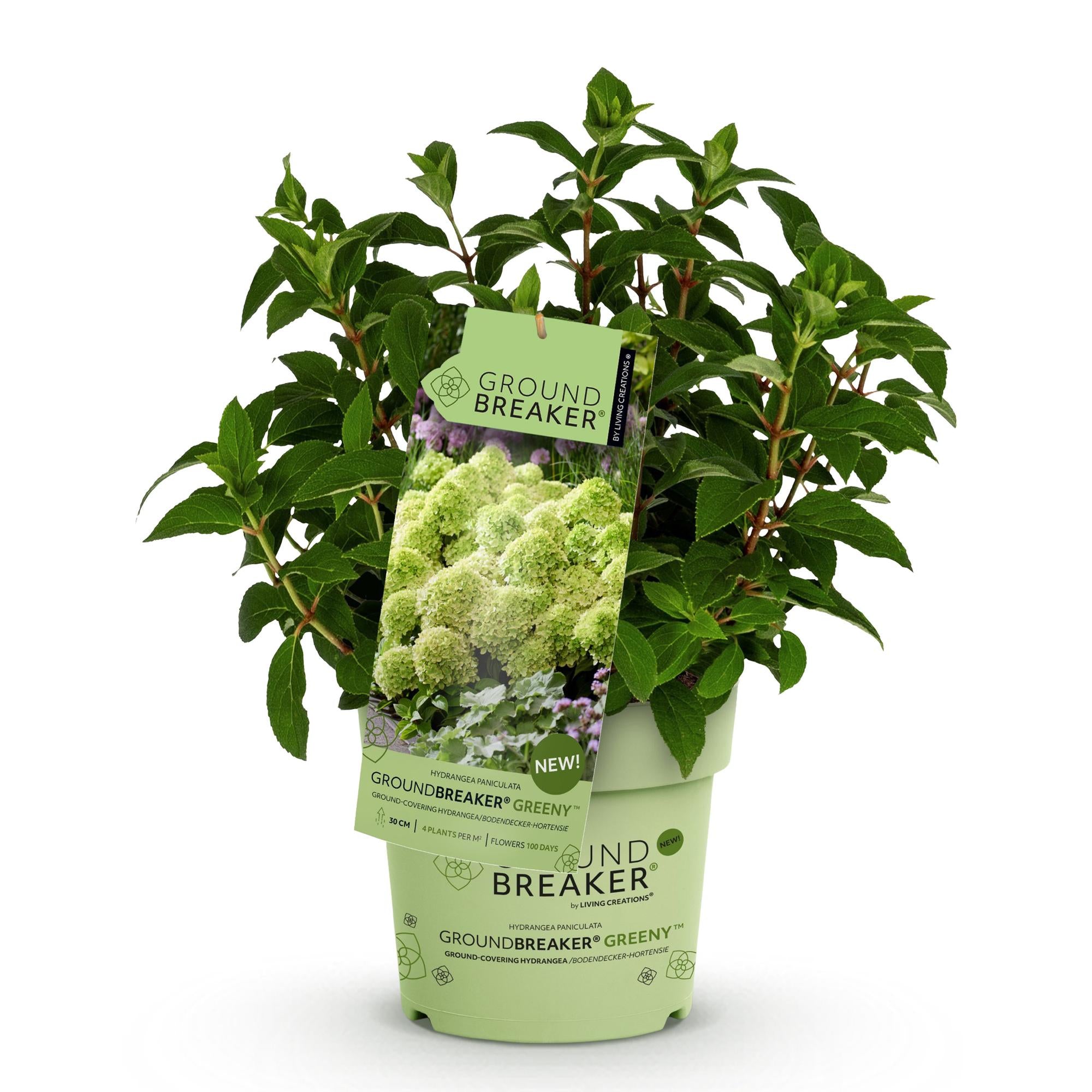 Hydrangea panniculata Groundbreaker Greeny, Rispenhortensie, Winterhart, Creme, 1 Pflanze, Topf 14 cm, 20-25 cm