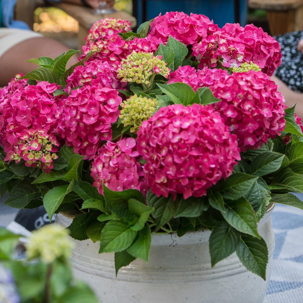 Hydrangea Endless Summer Summer Love Rot, Hortensie, Winterhart, Rot, 1 Pflanze, Topf 14 cm, 20-25 cm