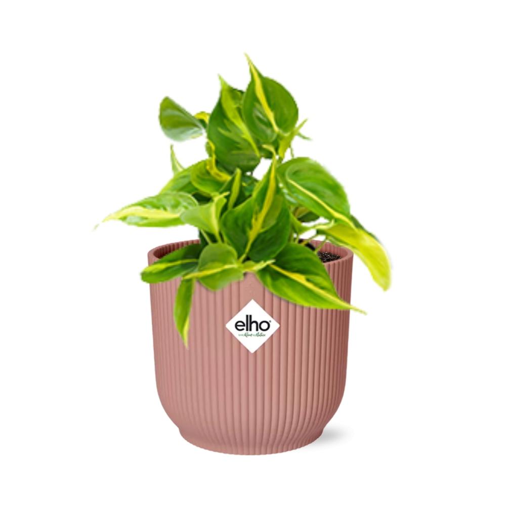 Philodendron Scandens ‘Brasil’ im ELHO Vibes Fold, 14 cm, rosa