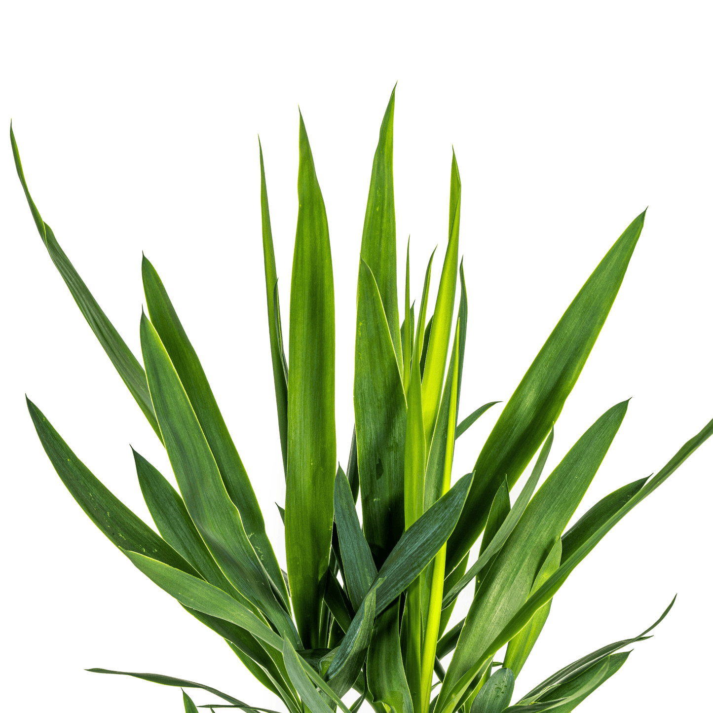 Yucca Elephantipes Ø19cm - ↕70 - 90cm - Botanic-Vibes