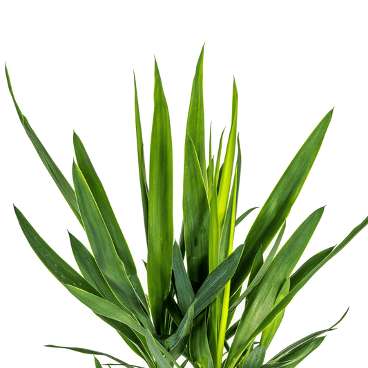 Yucca Elephantipes Ø19cm - ↕70 - 90cm - Botanic-Vibes