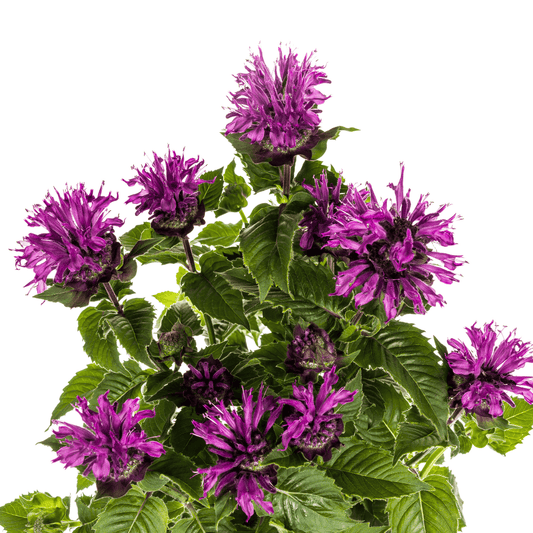 Monarda Didyma Purple Ø19cm - ↕45 - 60cm - Botanic-Vibes