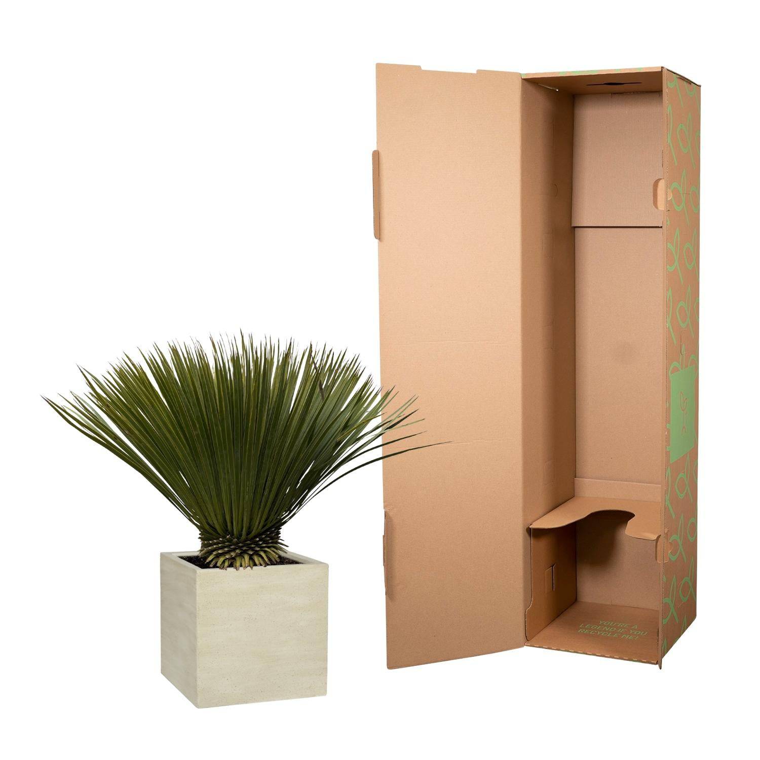Yucca Rostrata – 75cm – Ø30 - Botanic-Vibes