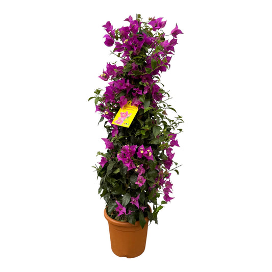 Bougainvillea Pyramide – 80 cm – ø17