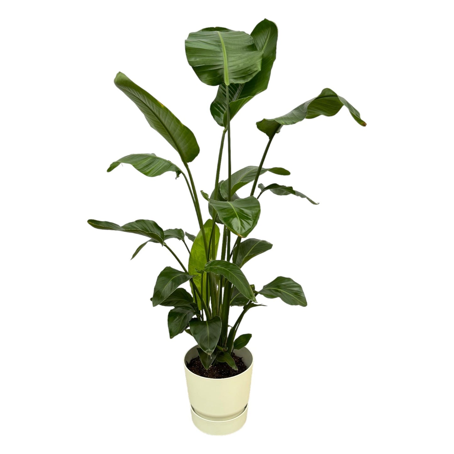 Strelitzia nicolai inklusive elho Greenville Round weiß – 160cm – Ø30