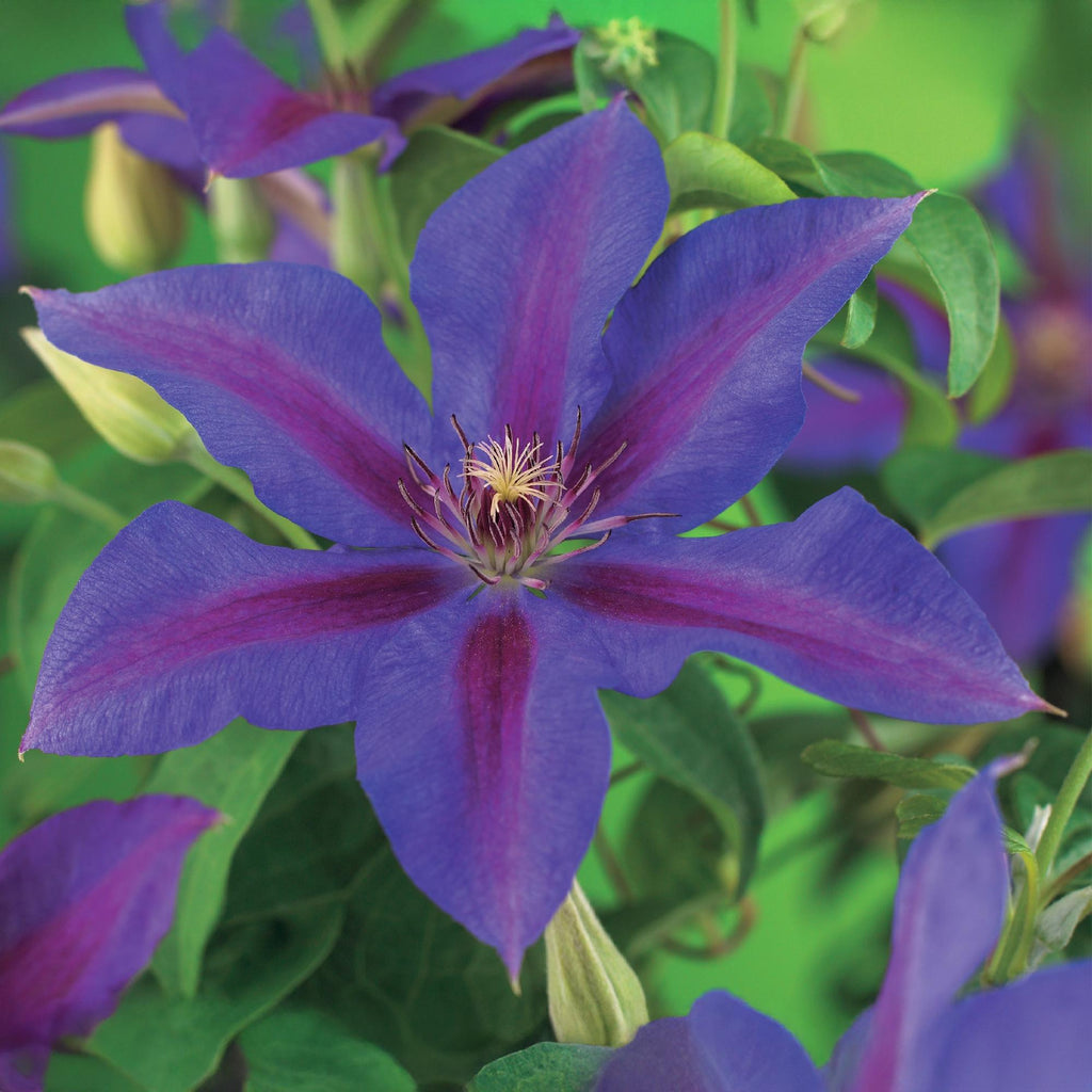 Kletterpflanze, Clematis Mrs. N. Thompson, Blüte Rosa, Wenig Pflege, 2 Pflanzen, Topf 11 cm 40 cm